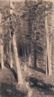 In the Forest