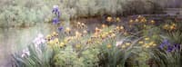 Irises