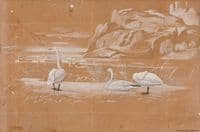 Swans (sketch)