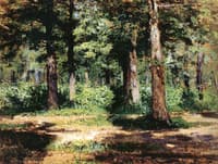 Forest. Sunny Day
