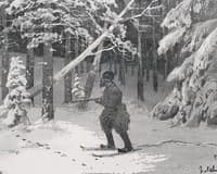 The Forest Ranger