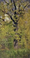 Oak Tree in Spring