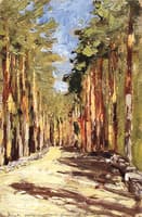 Alley of Pine Trees