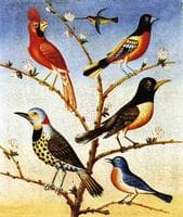 Humming Bird, Red Bird, Baltimore Bird, Robbin, Flicker, Blue Bird