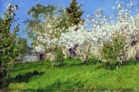 Apple Trees in Bloom