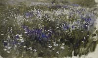 Blooming Meadow