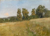 Forest Meadow