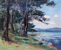 Old Fir Trees, Maritime Alps