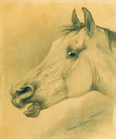 Head of a Horse