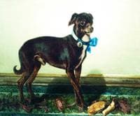 Pet Pinscher