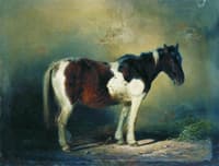 A Horse