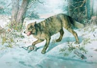 Trapped Wolf