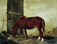 A Horse