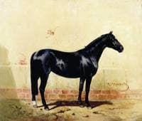 A Horse