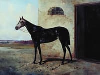 Grey Horse