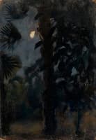 Palm Trees at Night