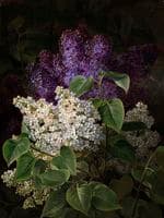 White and Violet Lilac