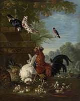 Domestic Birds in Park