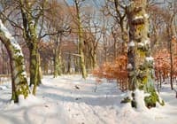In Charlottenlund Forest