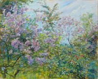 Blooming Lilacs