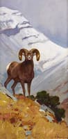 Big Horn Sheep