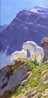 Mountain Goats