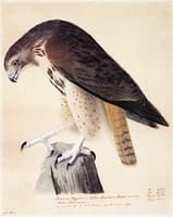 American Buzzard or White Breasted Hawk