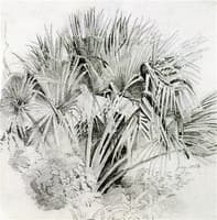 Palms