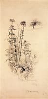 Pride of the Meadow (Flower Studies, New Jersey)