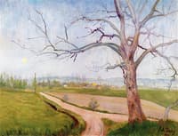 Light Evening in the Spring