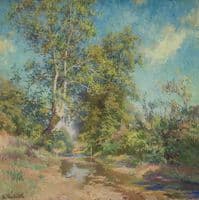 Sycamore Tree