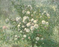 White Rose Bush