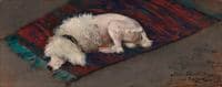 White Poodle