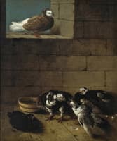 Pigeons