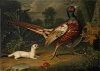 Pheasant and Weasel