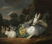 Rabbits