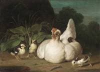 Hen and Chickens