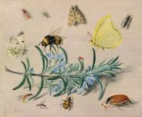Study of Insects