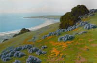 Wildflowers along the Coast