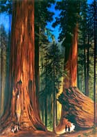 Redwood Forest