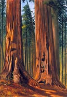 Redwoods