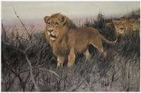 Lions in the Burnt Steppe