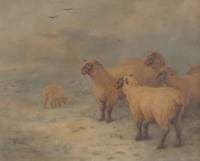 Sheep on Moorland