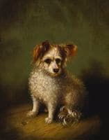My Dog