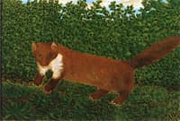 The Otter