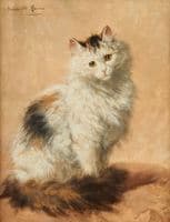 Persian Cat