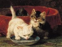 Kittens
