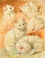 Studies of a Cat