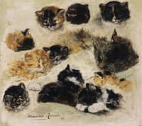 Study of Cats
