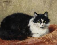 A Cat on a Pillow